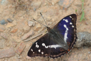 <i>Apatura iris</i>  © Alexandre Ruffoni