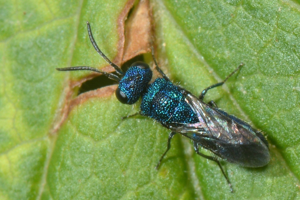 <i>Trichrysis cyanea</i>  © Christophe Quintin