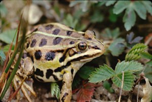 <i>Pelophylax kl. esculentus</i>  © Robert Guyetant