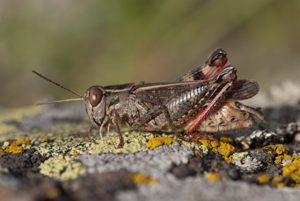 <i>Calliptamus italicus</i>  © Olivier Bardet