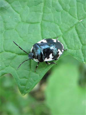 <i>Tritomegas rotundipennis</i>  © Alain Vacher