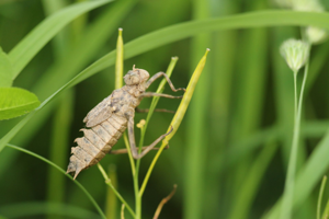 <i>Epitheca bimaculata</i>  © Alexandre Ruffoni
