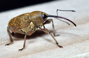 <i>Curculio nucum</i>  © Christophe Quintin