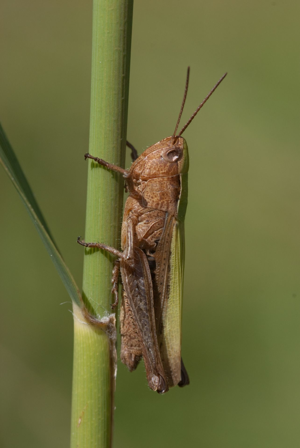 <i>Chorthippus dorsatus</i>  © Olivier Bardet