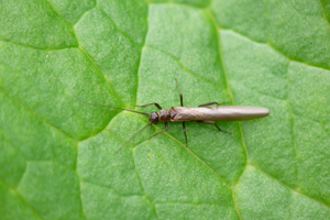 <i>Leuctra nigra</i>  © Alexandre Ruffoni
