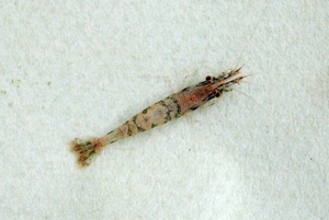 <i>Atyaephyra desmarestii</i>  © Bernard Frochot