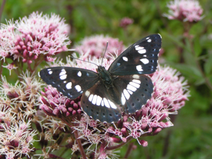 <i>Limenitis reducta</i>  © Alexandre Ruffoni