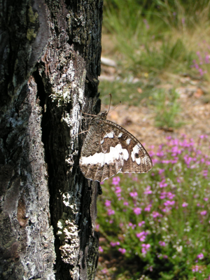 <i>Brintesia circe</i>  © Alexandre Ruffoni