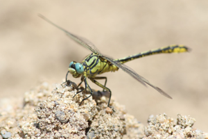 <i>Gomphus simillimus</i>  © Alexandre Ruffoni