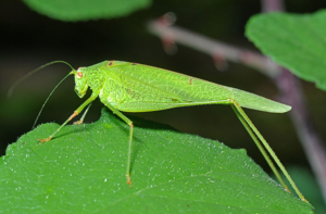 <i>Phaneroptera nana</i>  © Christophe Quintin