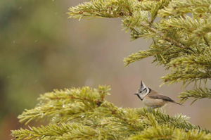 <i>Lophophanes cristatus</i>  © Ludovic Jouve