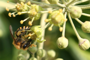 <i>Colletes hederae</i>  © Benoit Martha