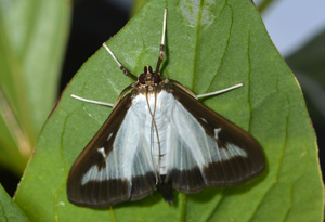 <i>Cydalima perspectalis</i>  © Christophe Quintin