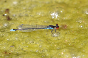 <i>Erythromma viridulum</i>  © Alexandre Ruffoni