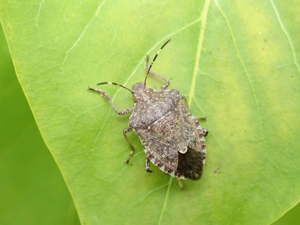 <i>Halyomorpha halys</i>  © Nathalie Pegon