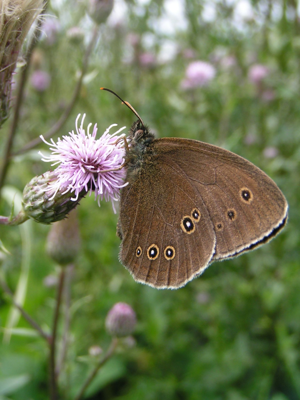 <i>Aphantopus hyperantus</i>  © Alexandre Ruffoni