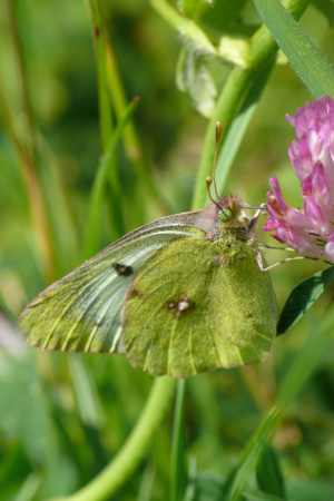 <i>Colias hyale</i>  © Alexandre Ruffoni