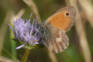 <i>Coenonympha pamphilus</i>  © Alexandre Ruffoni