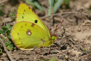 <i>Colias alfacariensis</i>  © Alexandre Ruffoni