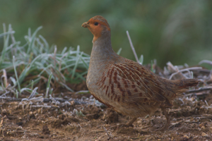 <i>Perdix perdix</i>  © David Cousson