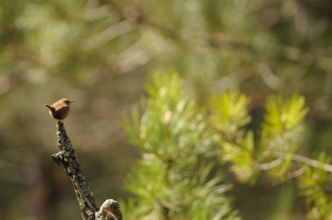 <i>Troglodytes troglodytes</i>  © Ludovic Jouve