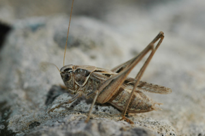 <i>Tessellana tessellata</i>  © Olivier Bardet