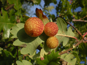 <i>Cynips quercusfolii</i>  © Jean Béguinot