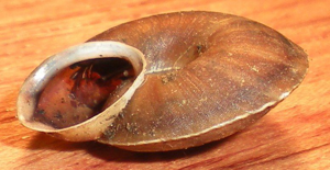 <i>Helicigona lapicida</i>  © Jean Béguinot