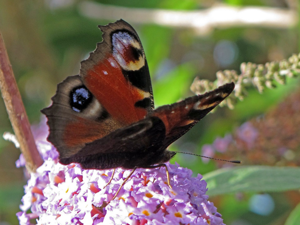 <i>Aglais io</i>  © Christophe Quintin