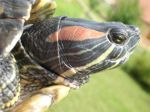 <i>Trachemys scripta</i>  © Damien Lerat