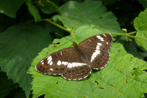 <i>Limenitis camilla</i>  © Alexandre Ruffoni