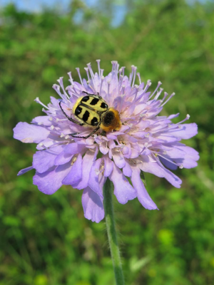 <i>Trichius gallicus</i>  © Alain Vacher