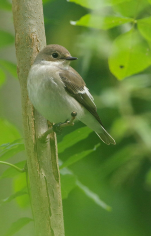 <i>Ficedula hypoleuca</i>  © David Cousson