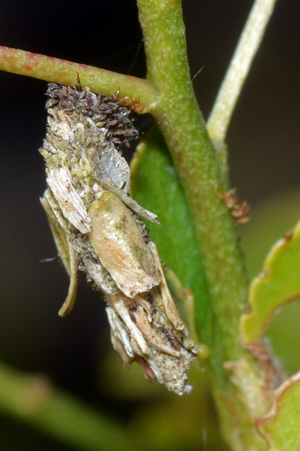 <i>Canephora hirsuta</i>  © Christophe Quintin