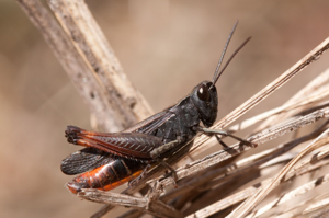 <i>Omocestus rufipes</i>  © Olivier Bardet