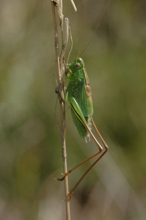 <i>Bicolorana bicolor</i>  © Olivier Bardet