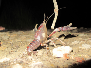 <i>Procambarus clarkii</i>  © Ludovic Jouve