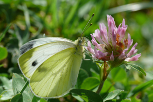 <i>Pieris napi</i>  © Alexandre Ruffoni