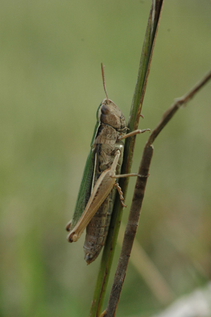 <i>Chorthippus albomarginatus</i>  © Olivier Bardet