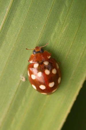 <i>Calvia quatuordecimguttata</i>  © David Cousson