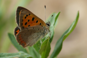 <i>Lycaena phlaeas</i>  © Alexandre Ruffoni