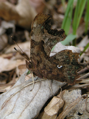 <i>Polygonia c-album</i>  © Alexandre Ruffoni