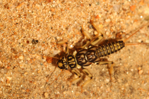 <i>Perla marginata</i>  © Alexandre Ruffoni