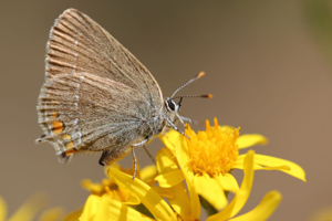 <i>Satyrium acaciae</i>  © Alexandre Ruffoni