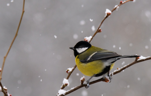Parus major © Christophe Lherbier