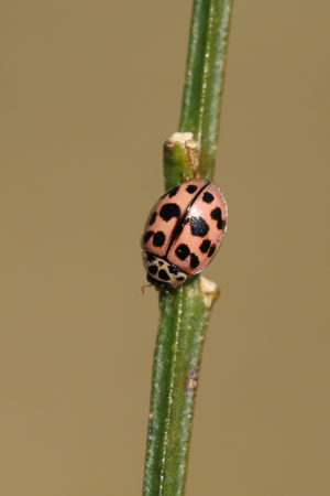 Coccinelle jocker © MATEO-ESPADA Ennaloël