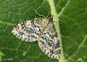 <i>Acasis viretata</i> (Hübner, 1799) © D. Morel