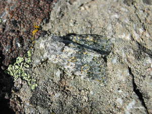 <i>Polymixis xanthomista</i> (Hübner, 1819) © A. Horellou