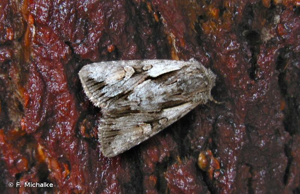 <i>Chloantha hyperici</i> (Denis & Schiffermüller, 1775) © F. Michalke