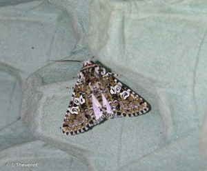 <i>Lamprosticta culta</i> (Denis & Schiffermüller, 1775) © J. Thevenot